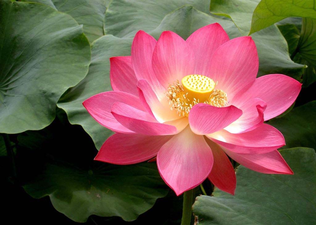 Image for article [Celebrating World Falun Dafa Day] Experiencing Falun Dafa's Miracles